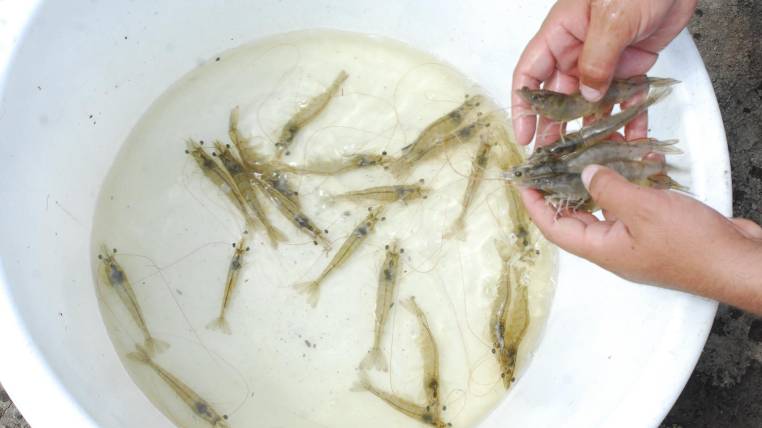 Dos años duros para el camarón-Camara de Comercio y Negocios LGBT de Ecuador