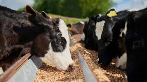 ¿Es la carne de Sudamérica -camara de comercio y negocios